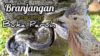 Download lagu Therapy Masteran Air Mancur untuk Branjangan Macet atau Bahan mp3 Download lagu Therapy Masteran Air Mancur untuk Branjangan Macet atau Bahan mp3