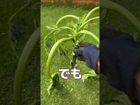 ズッキーニの種を播く前に浸したほうがよいでしょうか？  庭園