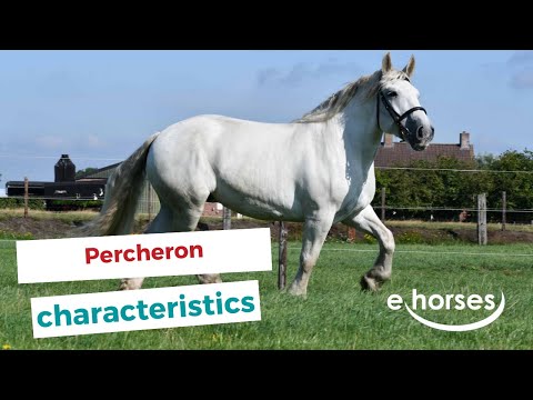 Percheron | characteristics, origin & disciplines