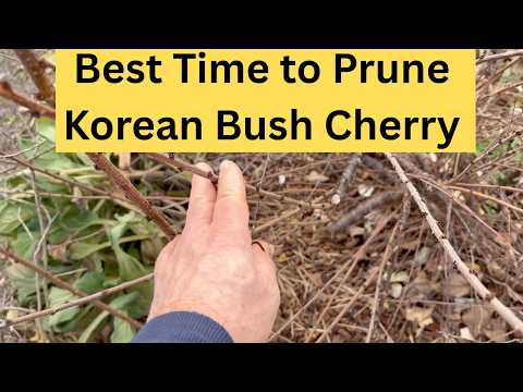 Optimize Korean Bush Cherry: Winter Pruning Guide
