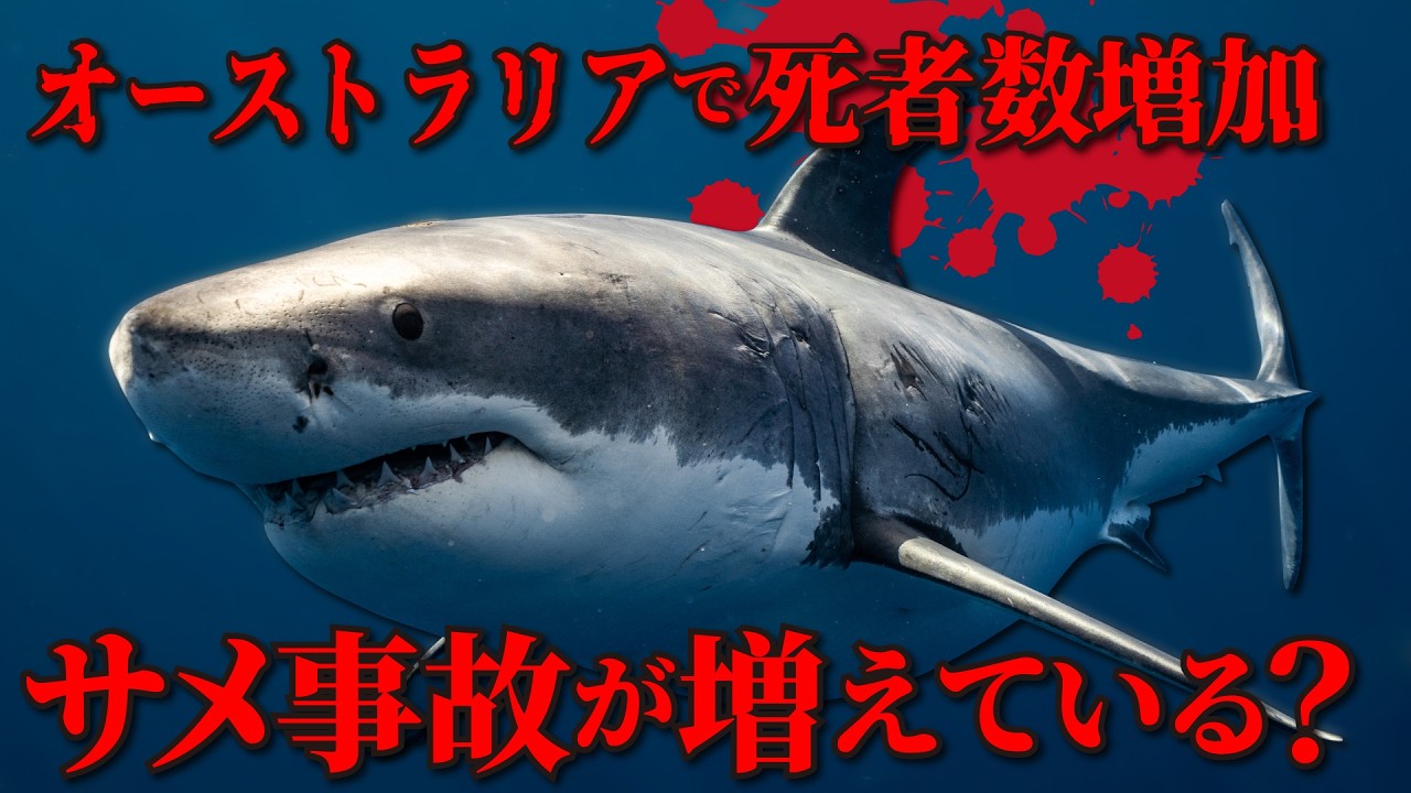 オーストラリアで被害増加？サメ事故の最新トレンドと事故を防ぐ方法とは？【危険生物】【獣害事件】