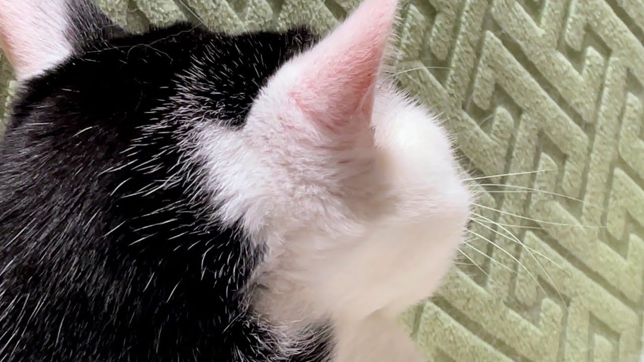 もちもちの上限値（理論値）