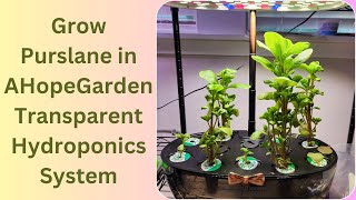 Grow Purslane in AHopeGarden Transparent Hydroponics System, Highly nutritious leafy green vegetable