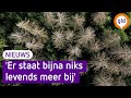 DROOGTE voor Landgoederen Brummen FATAAL?