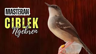 Download lagu Masteran Ciblek Ngerben, Tembakan Ciblek Bren mp3 Download lagu Masteran Ciblek Ngerben, Tembakan Ciblek Bren mp3