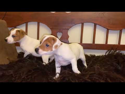 Jack Russell Terrier puppy for sale