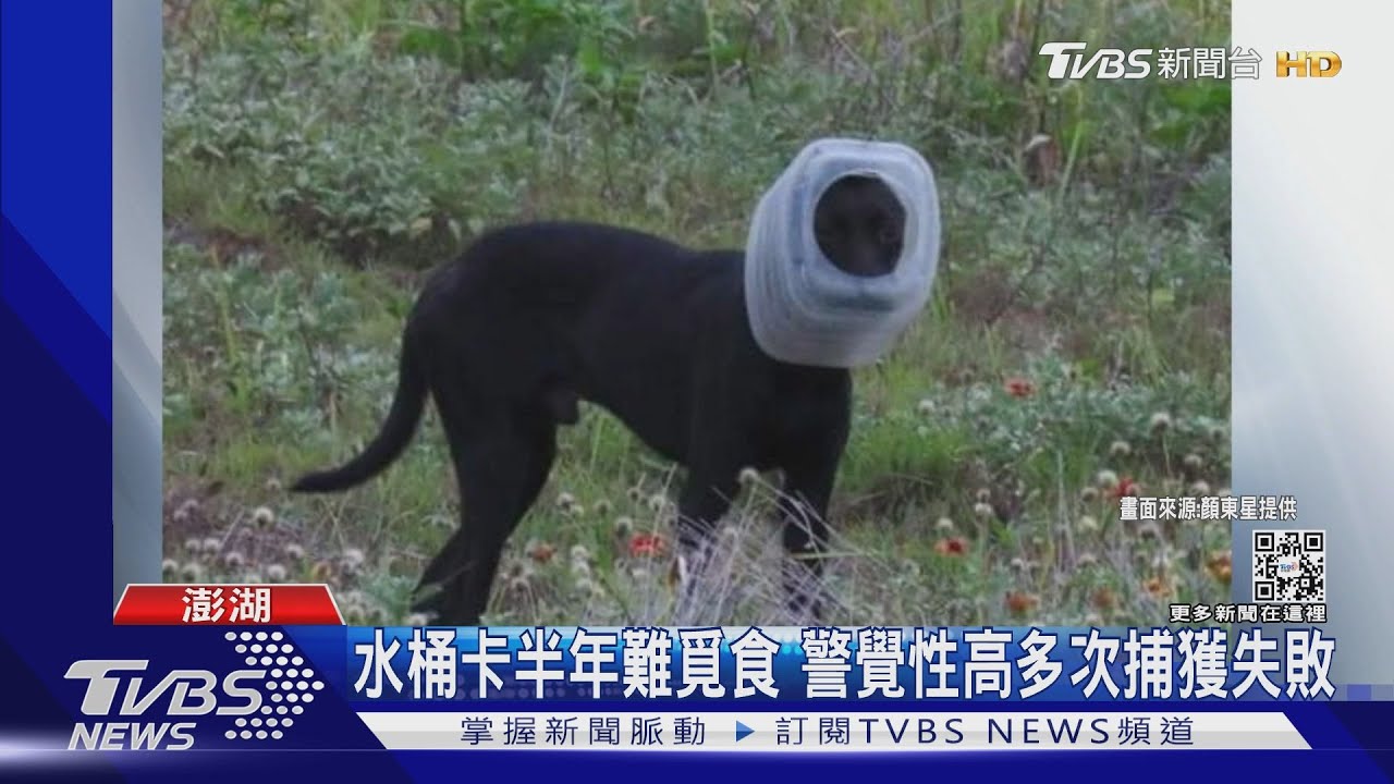 雞蛋糕好香! 流浪狗成「水桶俠」民眾助脫困