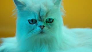 Party Animals – Sony High Power Audio XB7 featuring Martin Garrix 'Animals'