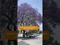 Jacaranda Trees Turn L.A. Purple in Spring | SoCal Wanderer