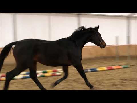 Chatender (Chacco Blue x Contender)