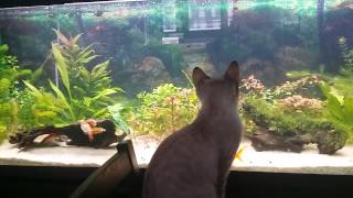 Pito pito gorgorito donde vas tu pececito!!!