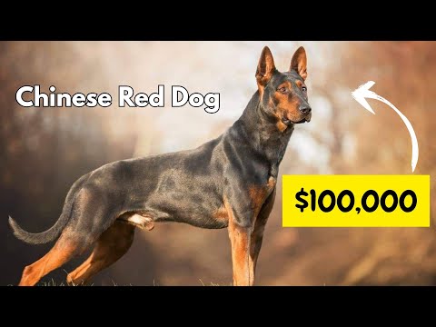 $100,000 Chinese Red dog | Laizhou Hong