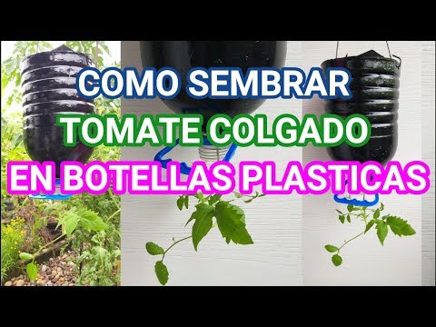 , title : 'Como plantar tomates en botella de plástico Paso a Paso en tu casa o huerta muy fácil'