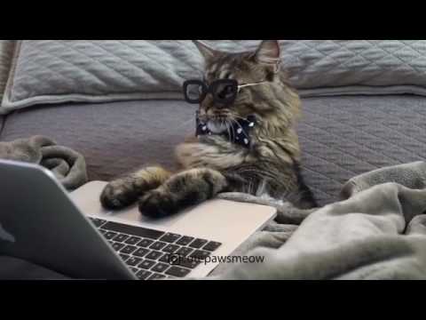 Busy With Laptop
