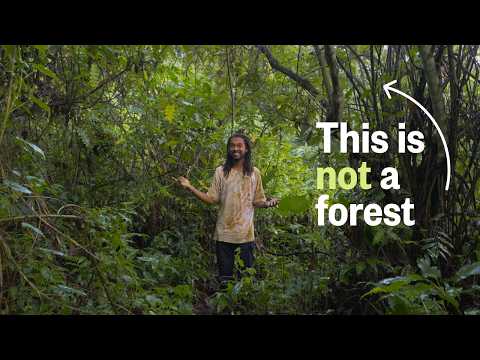 How a “Problem” Plant Is Saving a Forest