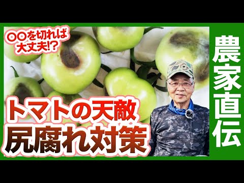 なぜトマトは熟す前に底から腐るのですか 黒トマトの頂部腐れの原因 家庭菜園の野菜