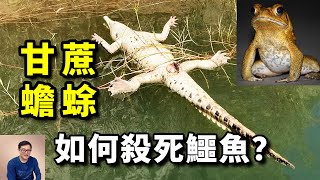 [問卦] 大家都在學習著打敗蟾蜍的方法