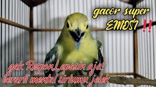 Download lagu TES MENTAL!..Jika sirtumu bermental bagus pasti akan langsung respon dengar suara sirtu gacor ini mp3