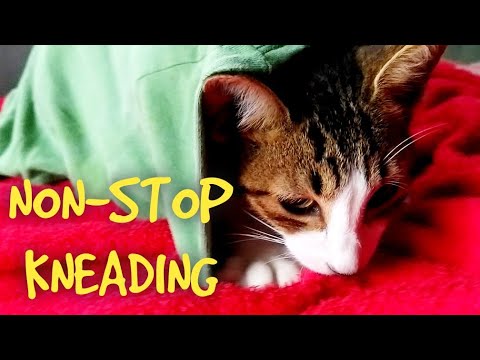 Cute pregnant cat hides herself ( She couldn't stop kneading while hiding! 😹)