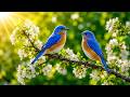 Beautiful Colorful Birds 🌸 Spring Nature Relax For Ultimate Serenity