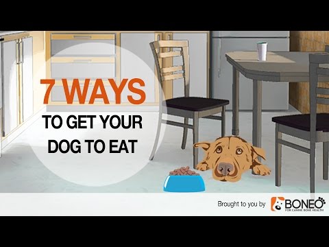 Dog Won’t Eat? 7 Ways to Overcome Loss of Appetite in Dogs