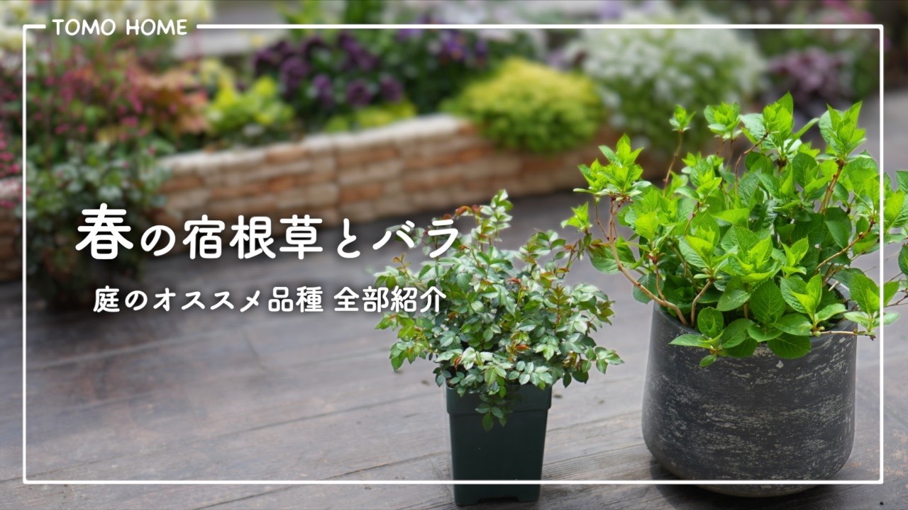 【育てやすい】春の宿根草 アジサイ バラを全部紹介・テラスガーデンツアー【後編】