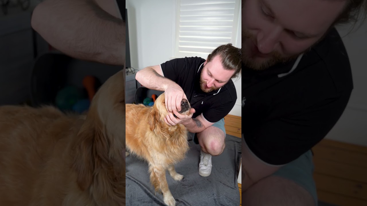 How To Save A Choking Dog | Choking First Aid