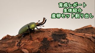 [パプアキンイロクワガタ]小さいくて活発！[育成レポートその１]