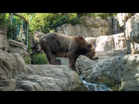 download lagu mp3 mp4 Central Park Zoo Giraffe, download lagu Central Park Zoo Giraffe gratis, unduh video klip Central Park Zoo Giraffe