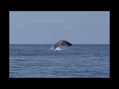Voilier Fou de Bassan, dauphins et clics des cachalots des Açores, # 22