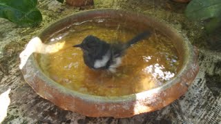 Download lagu 18 menit burung Magpie robin bersantai di bak mandi burung mp3