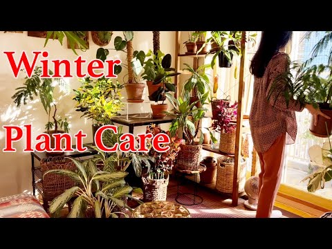 , title : '冬の観葉植物のケア | 恵比寿のお洒落な植物のお店 | 植物のある暮らし | ビカクシダ板付け調整 | 植物で飾る白いキッチン | 植物クリスマスデコレーション'
