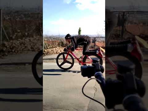 WOLFBOTTS CINELLI SHARK