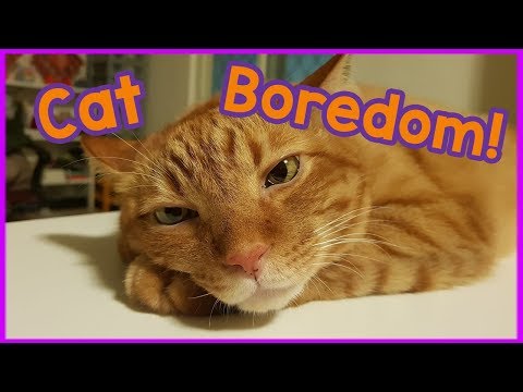 How to Tackle Boredom in Cats! 5 Tips to Help Your Cat Get Over their Boredom and Have More Fun!