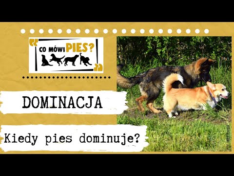Dominacja u psa. Teoria dominacji została obalona - czy słusznie? DN4N5