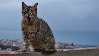 The Ultimate List of Cat Movies