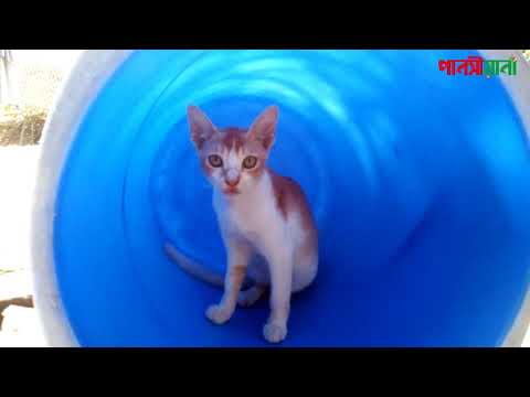 Baby Cats | Cute & Funny Cats Videos Compilation #03 | Animals | Cat Kids | বিড়াল ছানা | Pansiyana