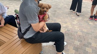 広島　Vlog平凡な日常　フルタイム主婦　簡単料理　時短料理　節約レシピ　犬のいる暮らし