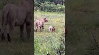New White Lion Cub Spotted!