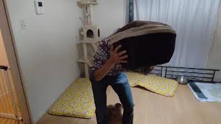 あめちゃんに買ってあげた布団で遊ぶ