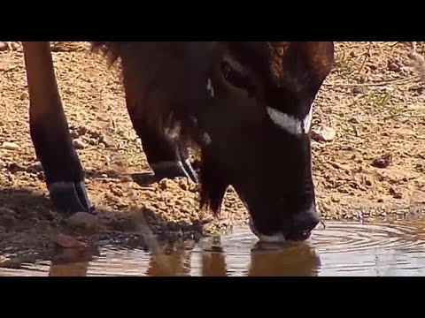 Djuma: Nyala bull drinking at small pan - 09:54 - 09/23/20