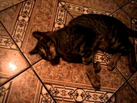 Gatinho pedindo leite