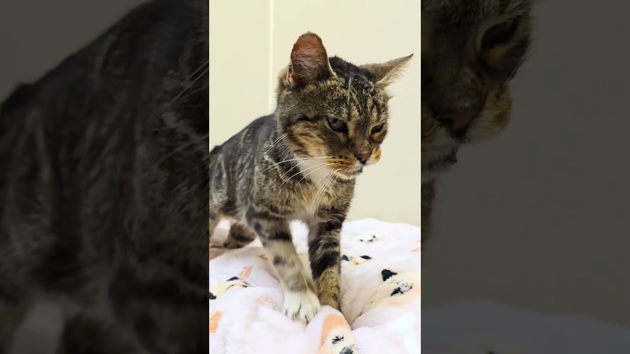 Enlarge Duke, an adopted mixed breed in Mount Carmel, IL video 3/3