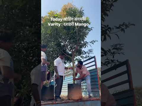 #Fruit #angur #fruitfarming #mango #plants #nursery #fig #angeer #fruitfarming #pune #gardening