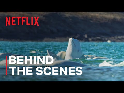 afbeelding Underwater World of Beluga Whales
