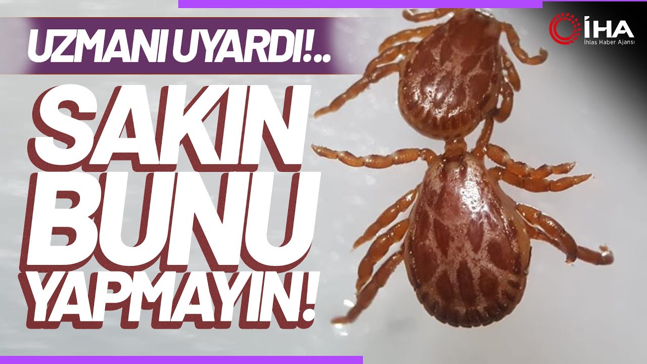 Uzmanından Kene Uyarısı; Çıplak Elle Keneye Dokunmayın