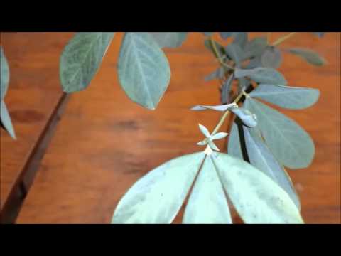 Baptisia australis - False Indigo - YouTube