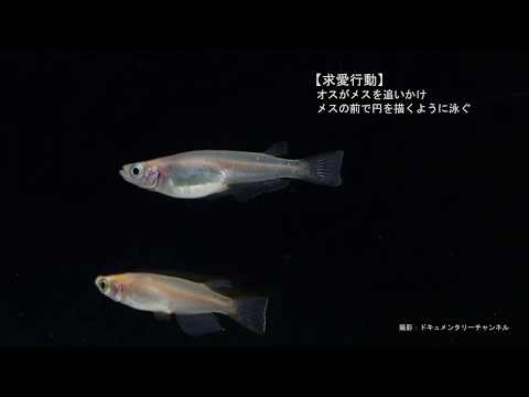 メダカの求愛行動～産卵（2020/2/21）【北海道大学】