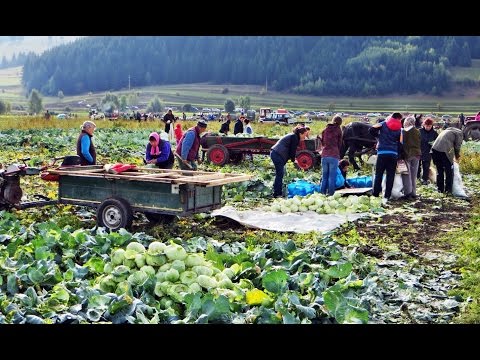 Festivalul Verzei (Frumoasa, Harghita, Romania)