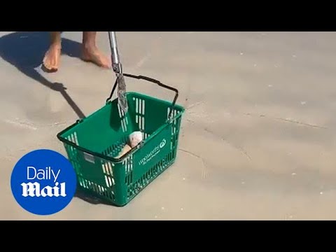 Man saves a deadly sea snake with a basket at Cable Beach in WA